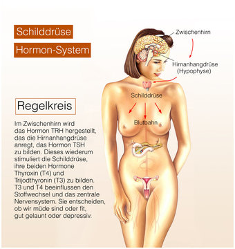 Hormon-System Schilddr&uuml;se