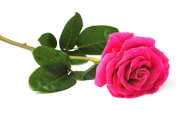 Fototapeta premium Rose isolated on white