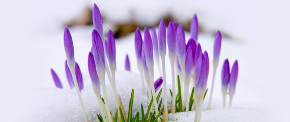 Violet crocuses in snow.