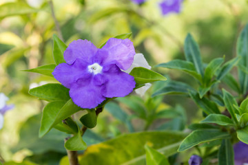Lovely tiny purple flowers at garden for background
