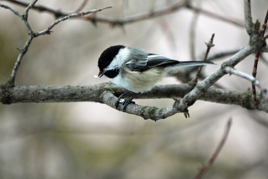 M&eacute;sange &agrave; t&ecirc;te noire