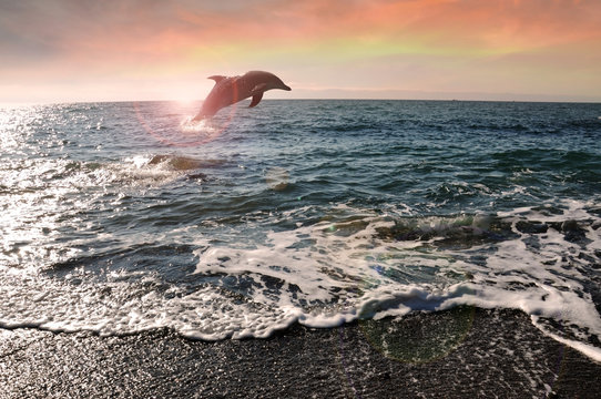 Fototapeta Dolphin jumped from water in the evening