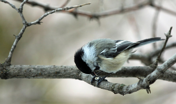 M&eacute;sange &agrave; t&ecirc;te noire