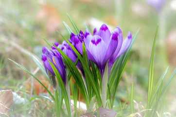 Crocus flower with shallow DOF of field in springtime. Beautiful and creative composition of a group of purple crocus flowers with selective focus and diffused background in spring.