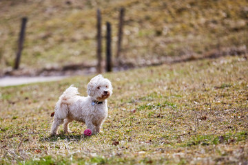 White havanese dog with a pink ball