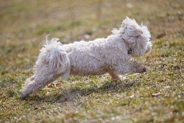 Naklejka na ściany i meble Havanese dog running on the grass