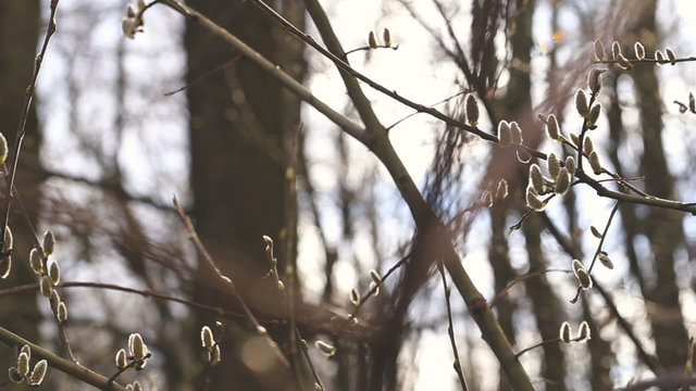 Branch with kidneys. Sring