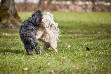 Two havanese dogs playing in the park