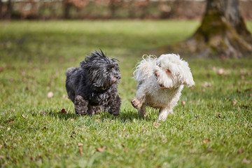 Two havanese dogs playing in the park - 105038152