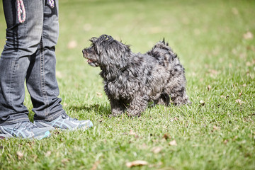 Black havanese dog and womens legs