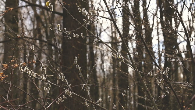 Branch with kidneys. Sring