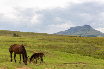 Fototapeta na wymiar Horse and foal grazing