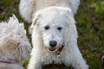 Three dogs sniffing each other in the park