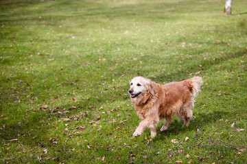 Golden retriever having fun in the park