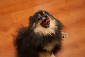 Obraz premium small black dog