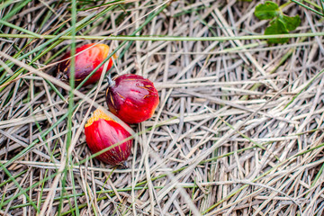 Palm on Grass