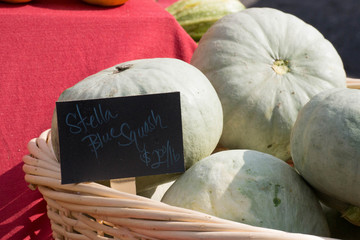 Stella Squash at the Farmers Market