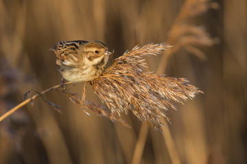 Female Common Reed Bunting ( (Emberiza schoeniclus) perched on a reed in the early morning light