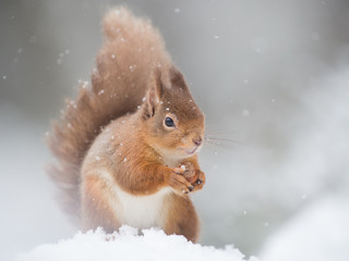 Red Squirrel (Sciurus vulgaris) sitting in the snow holding a nut