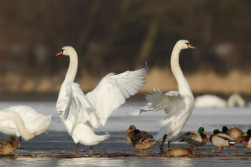 Fototapeta premium swan