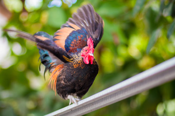 Chicken can fly at Temple