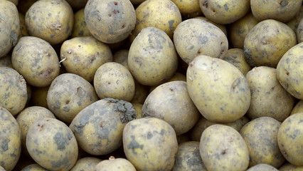 Fresh potatoes in storage house