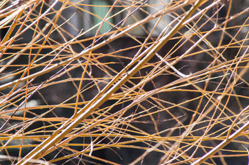 branches bush background