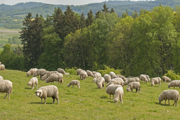 Obraz premium sheep