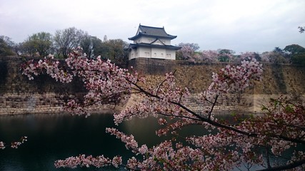 Naklejka premium Sakura&Castle