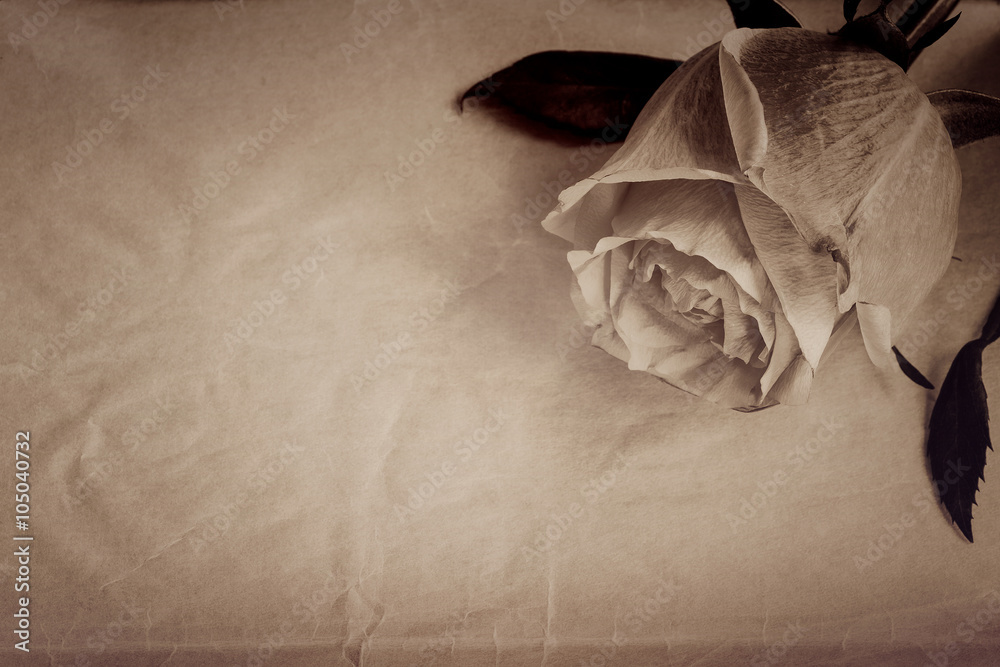 Wall mural Textured old paper background and pink-yellow rose flower. Vintage and sepia style.