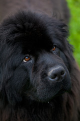 Fototapeta premium Big black dog for a walk