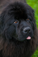 Fototapeta premium Big black dog for a walk