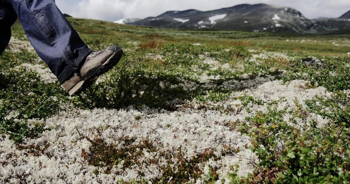 passo su tappeto di muschio in un altipiano norvegese alla ricerca del bue muschiato