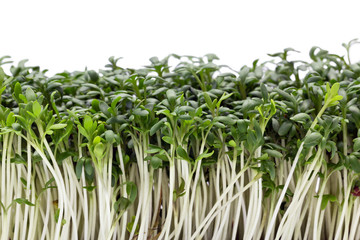 isolated cress on white background - closeup