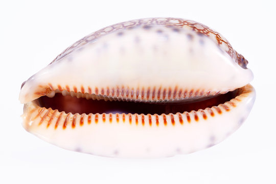seashell of tiger cowry isolated on white background