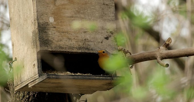 pettirosso su casetta per uccelli in un bosco