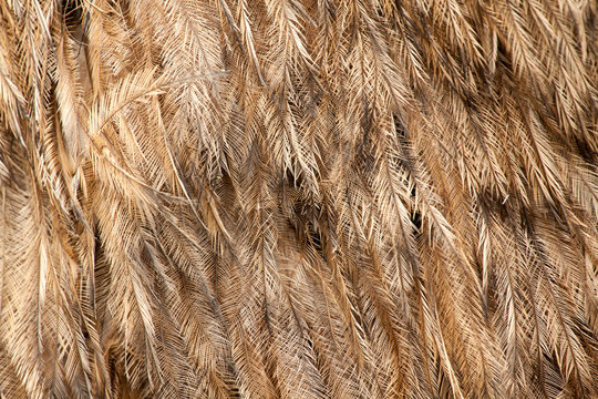 Greater Rhea americana feather pattern