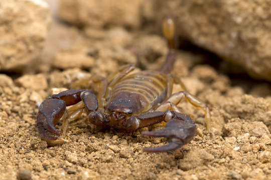 A small scorpion, around 5cm long
