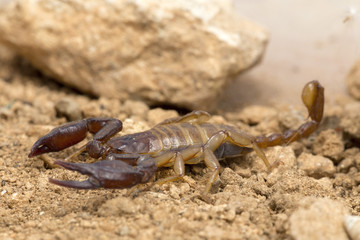 A small scorpion, around 5cm long