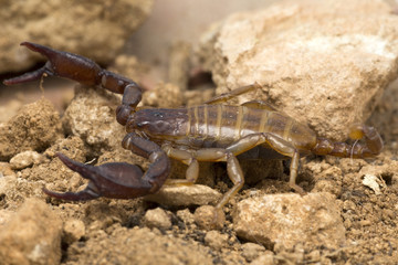 A small scorpion, around 5cm long