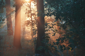 brouillard du matin dans la forêt