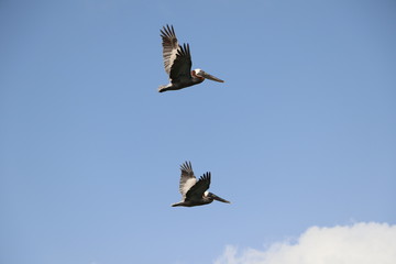 Guadeloupe - Fev 2016