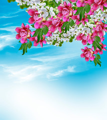 Spring flowers of jasmine and peonies on the background of blue