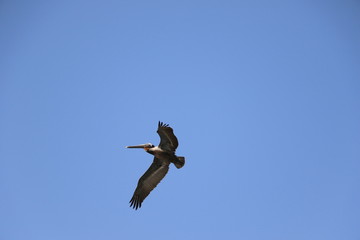 Guadeloupe - Fev 2016