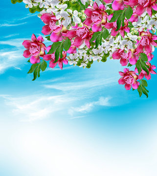 Spring flowers of jasmine and peonies on the background of blue