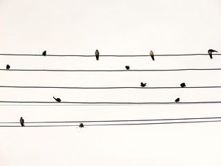 Swallows in electric wire likes musical score or guitar cords