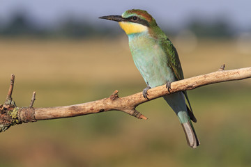 colorful bird with green feathers and a yellow chin,bee eater/green feathers and a yellow chin on colorful bird