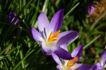 Close-up image of colourful Spring Crocus flowers.