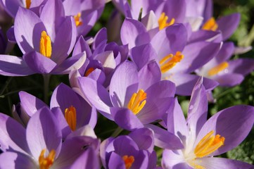 Close-up image of colourful Spring Crocus flowers.