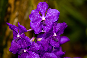 violet orchid